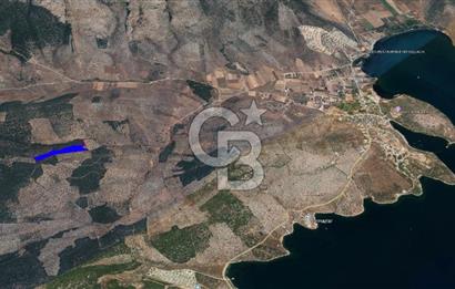 Milas Kıyıkışlacık Satılık Zeytinlik