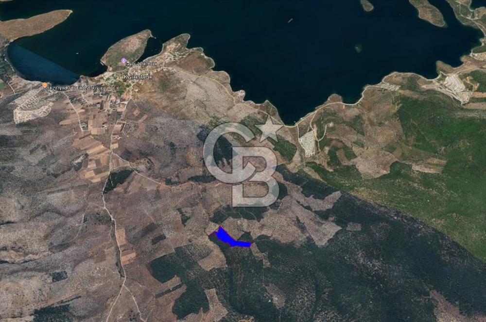 Milas Kıyıkışlacık Satılık Zeytinlik