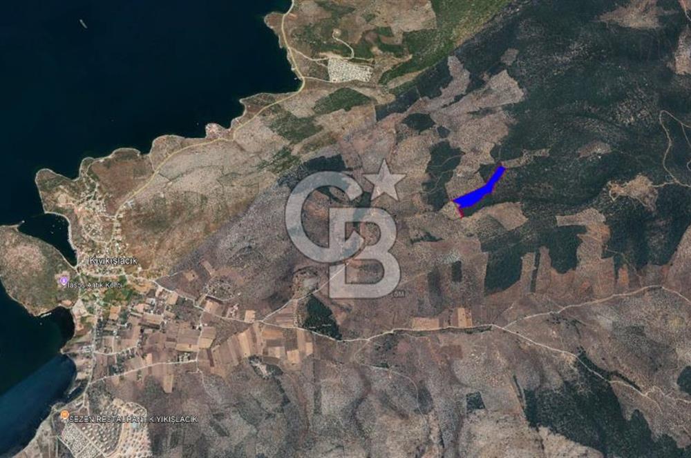 Milas Kıyıkışlacık Satılık Zeytinlik