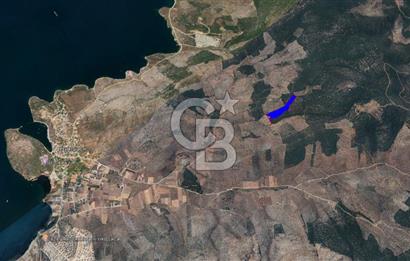 Milas Kıyıkışlacık Satılık Zeytinlik