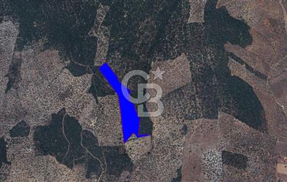 Milas Kıyıkışlacık Satılık Zeytinlik