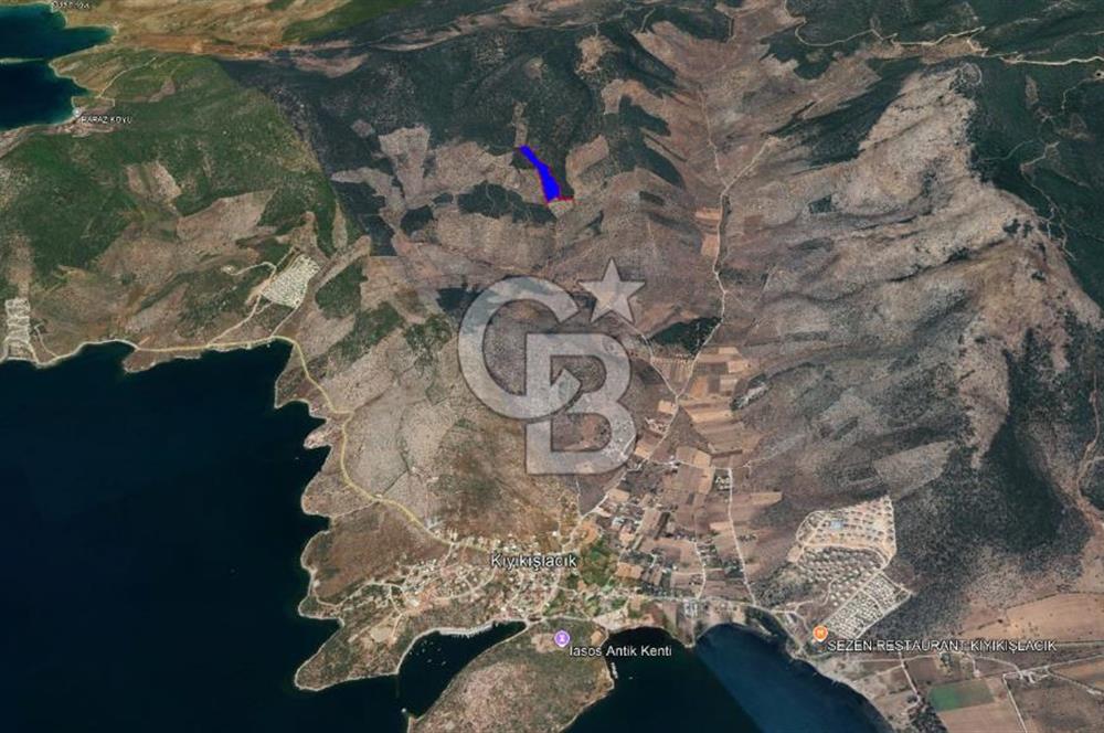 Milas Kıyıkışlacık Satılık Zeytinlik