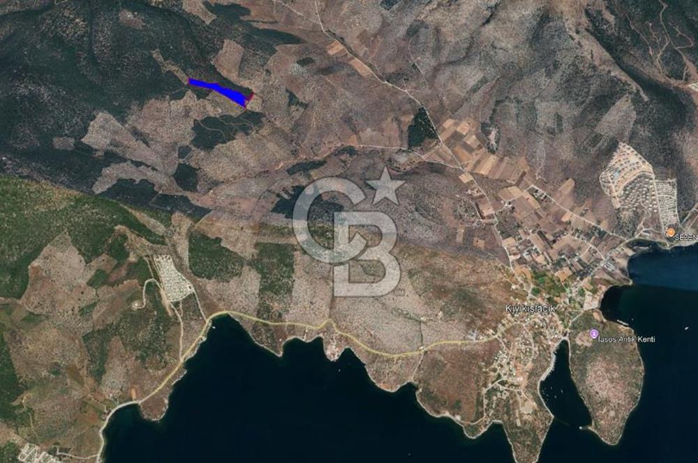 Milas Kıyıkışlacık Satılık Zeytinlik