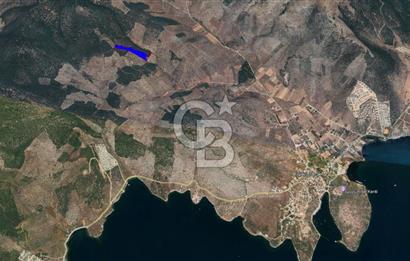 Milas Kıyıkışlacık Satılık Zeytinlik