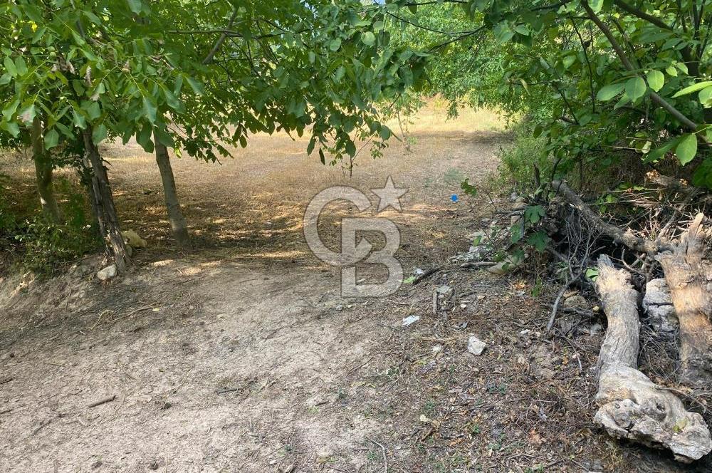 Aydın Bozdoğan Yükselen Değer Örencik Mükemmel İmarlı Arsa