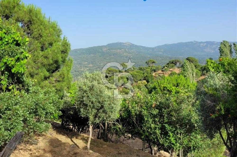 Aydın Karpuzlu Müstakil Ev + Zeytinlik Doğayla İç İçe Fırsat