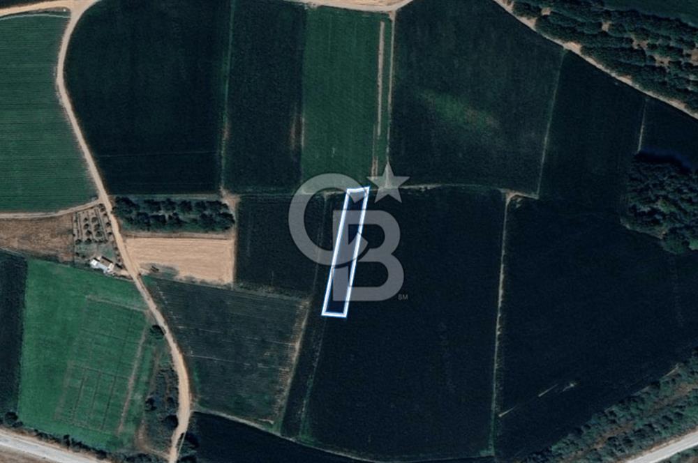 BALIKESİR SUSURLUK DEREKÖY’DE 1.055 m2 SATILIK TARLA