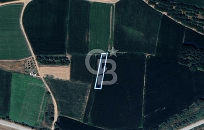 BALIKESİR SUSURLUK DEREKÖY’DE 1.055 m2 SATILIK TARLA