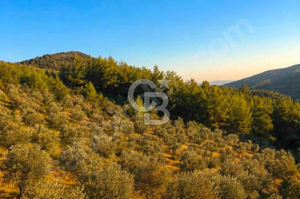 Manisa Soma Merkezine Yakın Müstakil Tapu Uygun Satılık Tarla