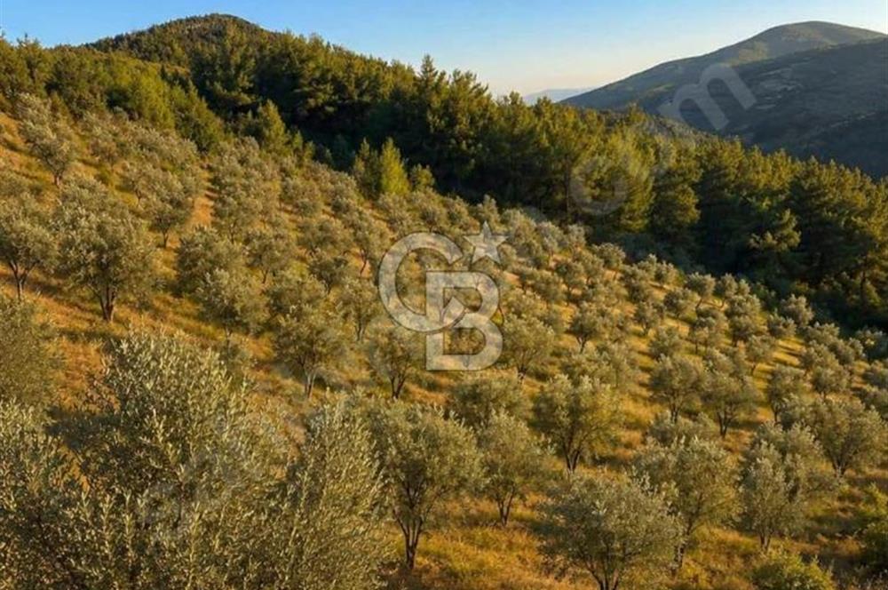 Manisa Soma Merkezine Yakın Müstakil Tapu Uygun Satılık Tarla