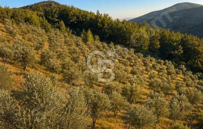 Manisa Soma Merkezine Yakın Müstakil Tapu Uygun Satılık Tarla