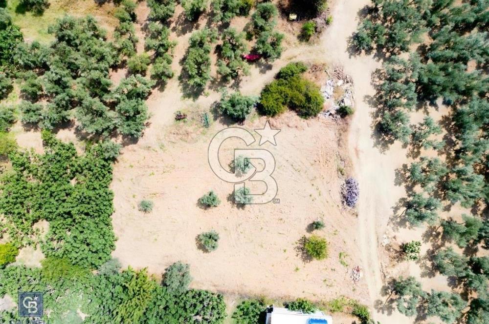 Mudanya Çepnide Köyiçi 410 m2 Bahçe