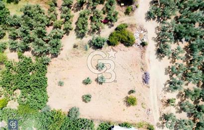 Mudanya Çepnide Köyiçi 410 m2 Bahçe