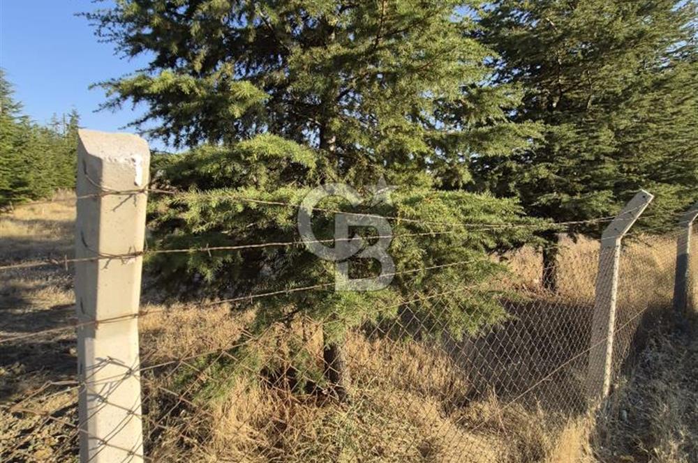GÖLBAŞI SOĞULCAK'TA TEL ÖRGÜSÜ ÇEVRİLİ KÖYE YAKIN TARLA