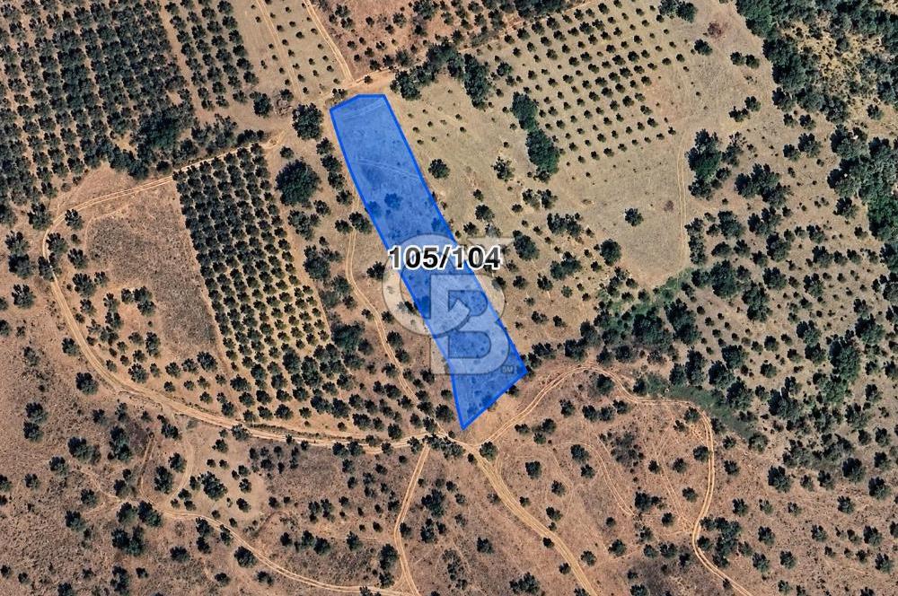 MUSELAND-TORBALI KARAKIZLAR DA 2254 M2 SATILIK ZEYTİNLİK