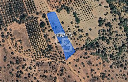 MUSELAND-TORBALI KARAKIZLAR DA 2254 M2 SATILIK ZEYTİNLİK