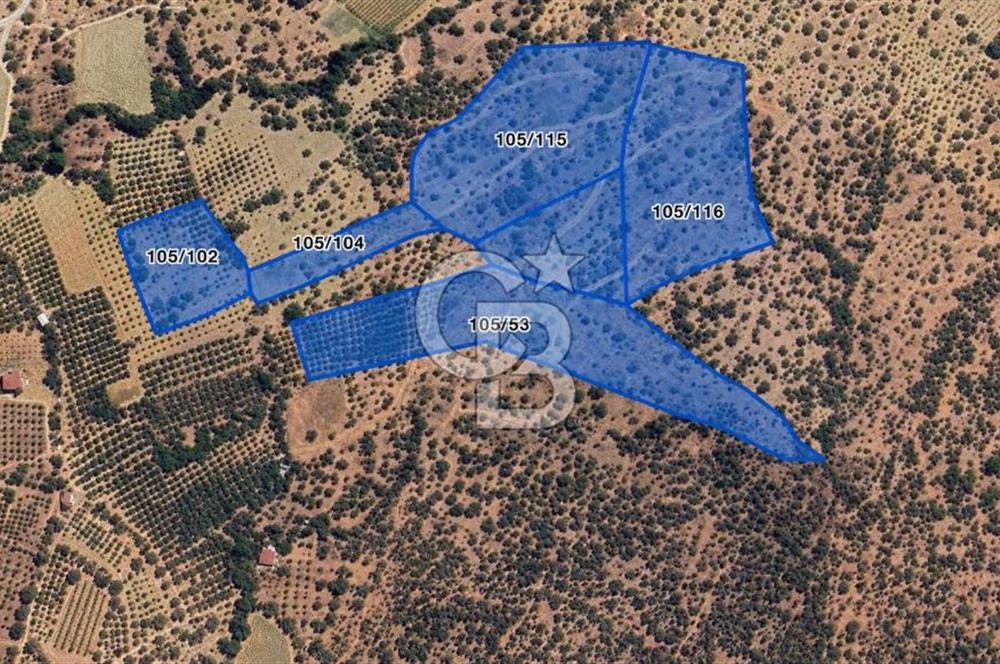 MUSELAND-TORBALI KARAKIZLAR DA 13000 M2 SATILIK ZEYTİNLİK