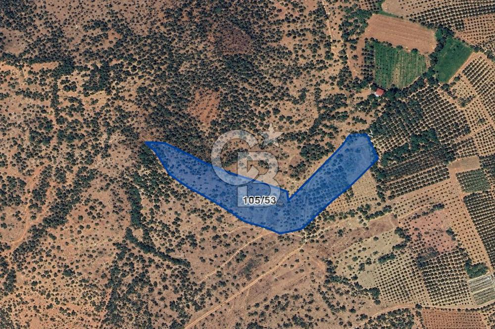 MUSELAND-TORBALI KARAKIZLAR DA 13000 M2 SATILIK ZEYTİNLİK