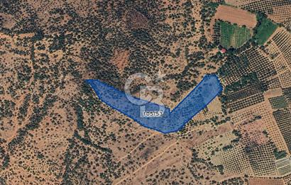 MUSELAND-TORBALI KARAKIZLAR DA 13000 M2 SATILIK ZEYTİNLİK