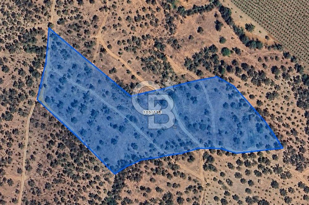 MUSELAND-TORBALI KARAKIZLAR DA 15900 M2 SATILIK ZEYTİNLİK