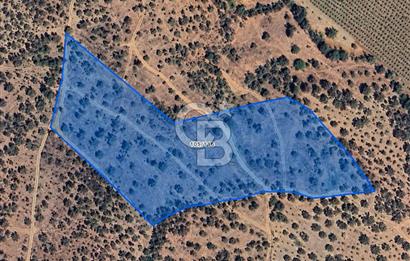 MUSELAND-TORBALI KARAKIZLAR DA 15900 M2 SATILIK ZEYTİNLİK