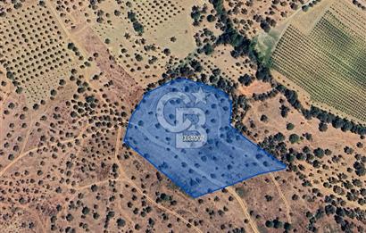 MUSELAND-TORBALI KARAKIZLAR DA 9515 M2 SATILIK ZEYTİNLİK
