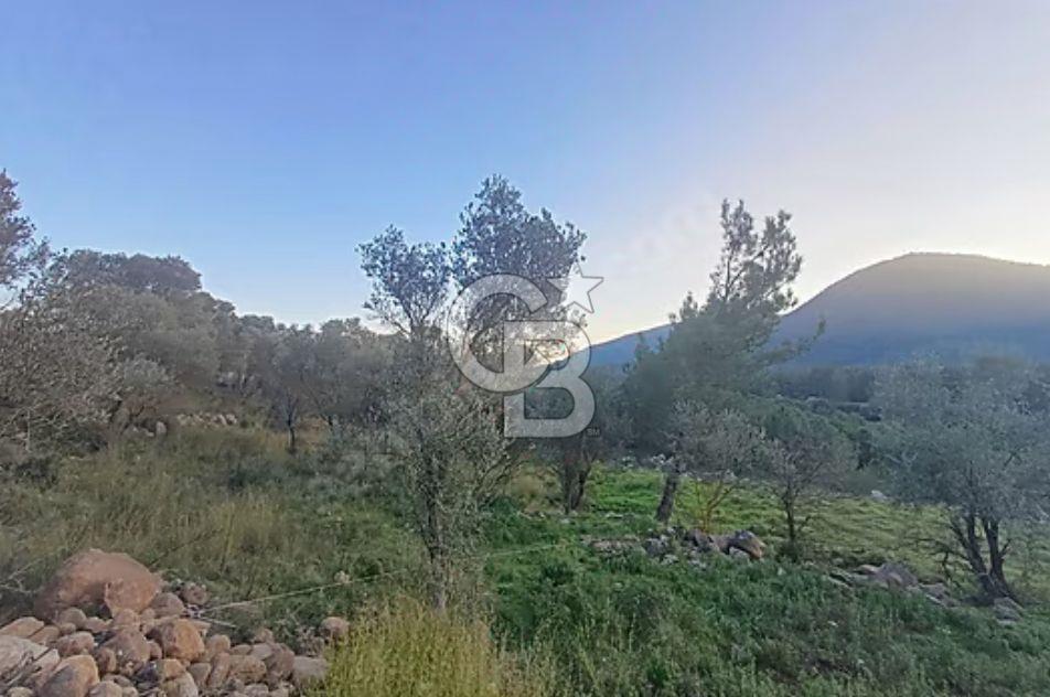 Urla Zeytinler'de Satılık Tarla