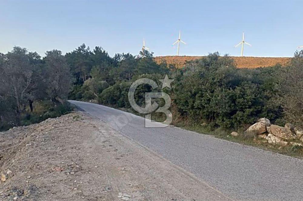 Urla Zeytinler'de Satılık Tarla
