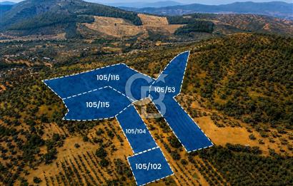 MUSELAND-TORBALI KARAKIZLAR DA 15900 M2 SATILIK ZEYTİNLİK