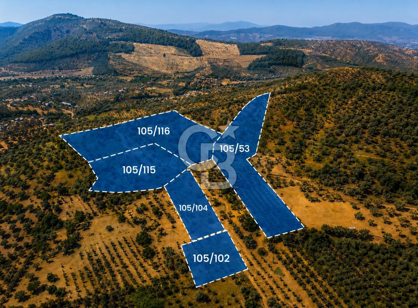 MUSELAND-TORBALI KARAKIZLAR DA 13000 M2 SATILIK ZEYTİNLİK