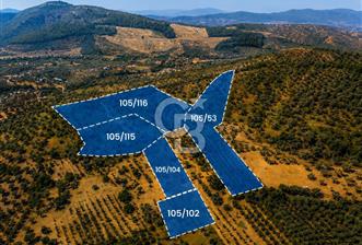 MUSELAND-TORBALI KARAKIZLAR DA 2254 M2 SATILIK ZEYTİNLİK - 5 - 368325