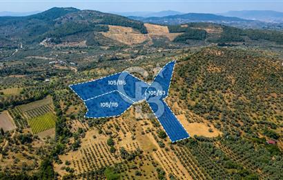 MUSELAND-TORBALI KARAKIZLAR DA 9515 M2 SATILIK ZEYTİNLİK