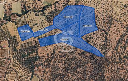 MUSELAND-TORBALI KARAKIZLAR DA 9515 M2 SATILIK ZEYTİNLİK