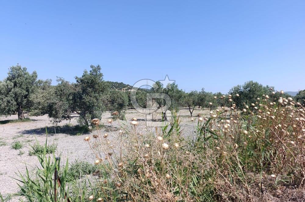 ALİAĞA BARBAROS'TA EVİ VE HOBİ BAHÇESİ BULUNAN SATILIK TARLA 