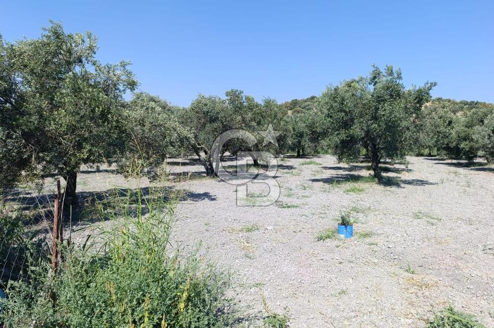 ALİAĞA BARBAROS'TA EVİ VE HOBİ BAHÇESİ BULUNAN SATILIK TARLA 