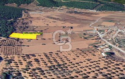Urla Nohutalan Satılık Doğa İçinde Yatırımlık Tarla