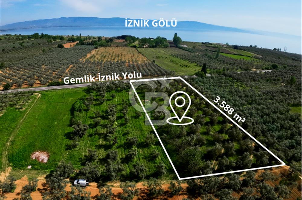 CB CLASS BURSA -ORHANGAZİ- AKHAREM 3.588 m² SATILIK ZEYTİNLİK