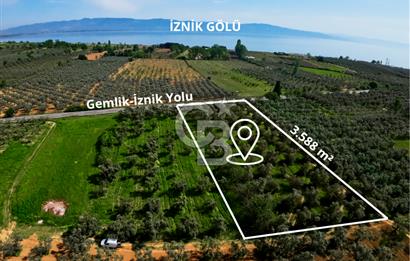 CB CLASS BURSA -ORHANGAZİ- AKHAREM 3.588 m² SATILIK ZEYTİNLİK