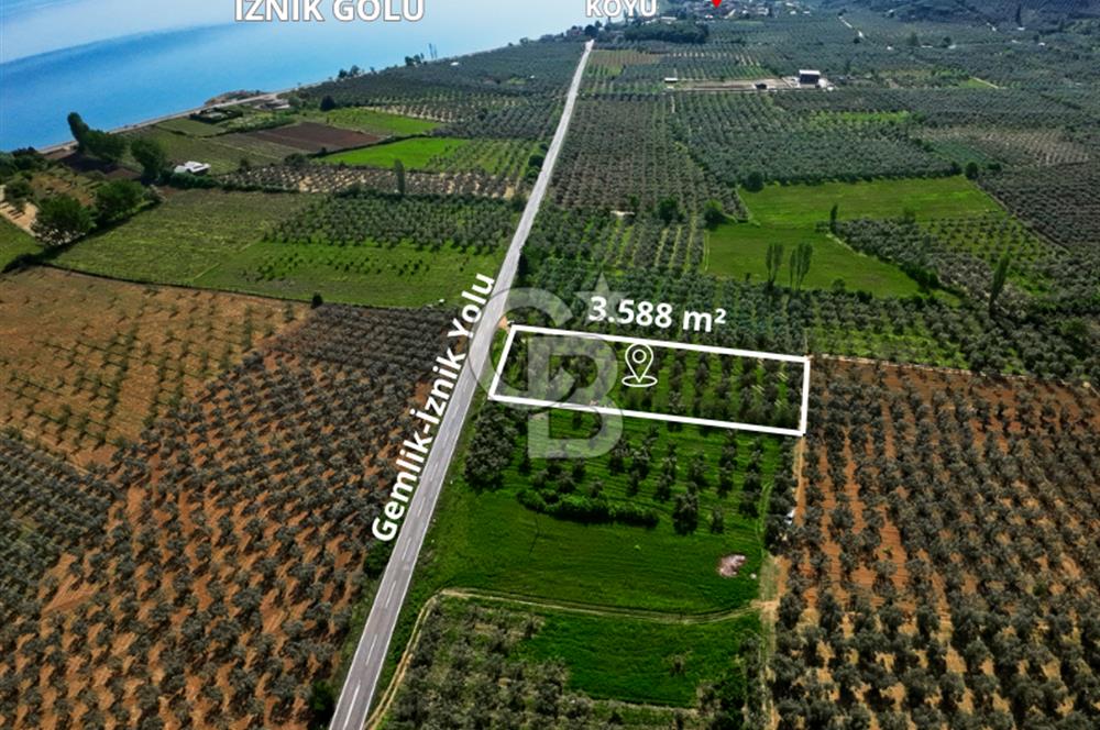CB CLASS BURSA -ORHANGAZİ- AKHAREM 3.588 m² SATILIK ZEYTİNLİK