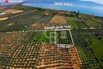 CB CLASS BURSA -ORHANGAZİ- AKHAREM 3.588 m² SATILIK ZEYTİNLİK - 1 - 368802