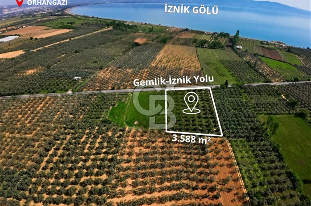 CB CLASS BURSA -ORHANGAZİ- AKHAREM 3.588 m² SATILIK ZEYTİNLİK