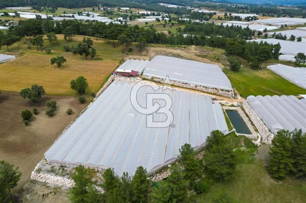 CB ARDEN'DEN KAŞ DİRGENLER SATILIK SERA VE EVİ