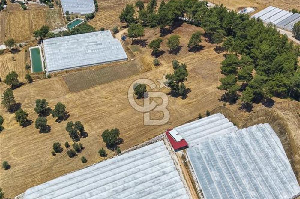 CB ARDEN'DEN KAŞ DİRGENLER SATILIK SERA VE EVİ