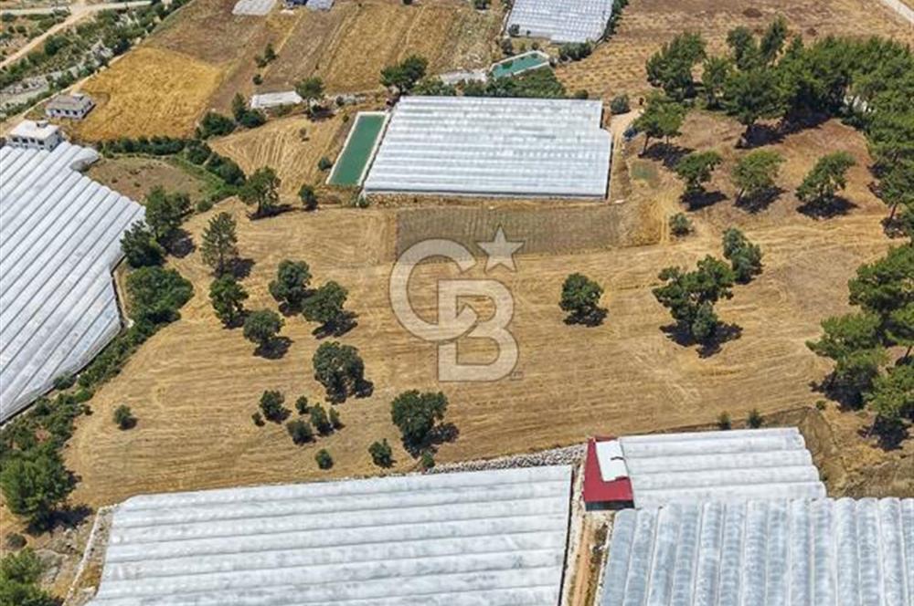 CB ARDEN'DEN KAŞ DİRGENLER SATILIK SERA VE EVİ