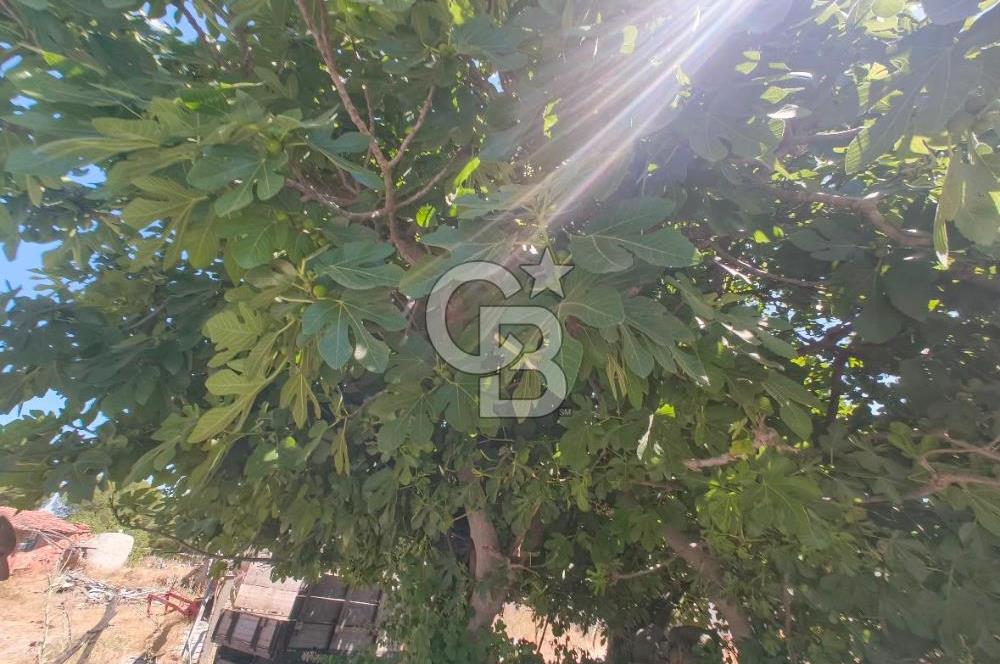 BERGAMA KOZAK YAYLASI AŞAĞICUMA I 459 m² 2 KAT İMARLI KÖŞE ARSA