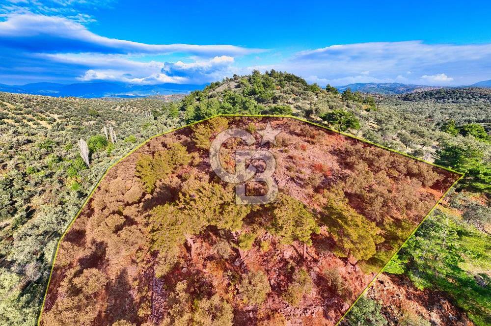 HAVRAN TEMAŞALIK'TA YOLA YAKIN 5.209 m² FIRSAT ZEYTİNLİK