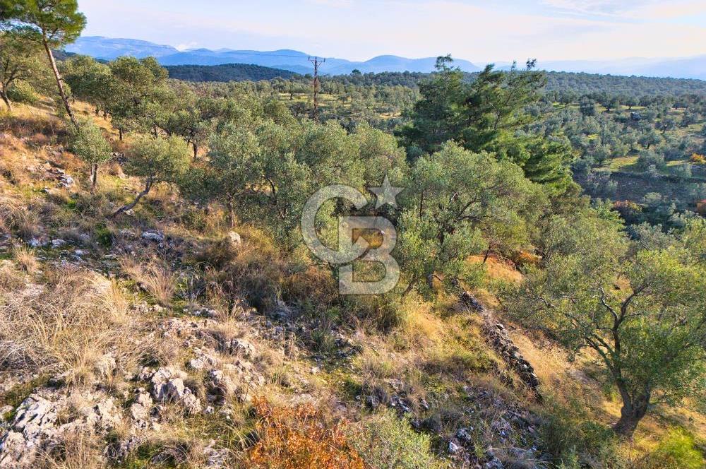 HAVRAN TEMAŞALIK'TA YOLA YAKIN 5.209 m² FIRSAT ZEYTİNLİK