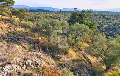 HAVRAN TEMAŞALIK'TA YOLA YAKIN 5.209 m² FIRSAT ZEYTİNLİK