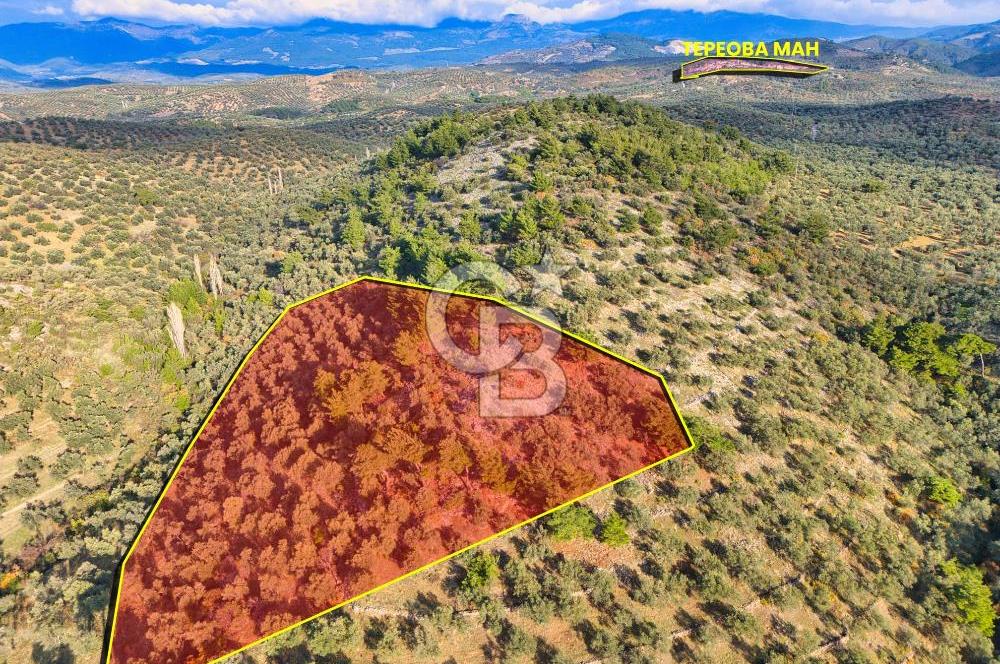 HAVRAN TEMAŞALIK'TA YOLA YAKIN 5.209 m² FIRSAT ZEYTİNLİK