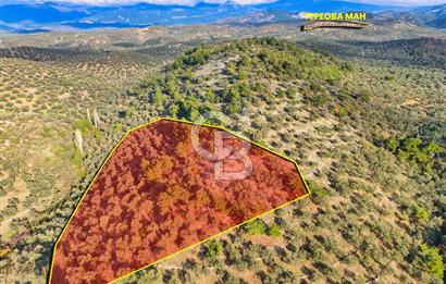 HAVRAN TEMAŞALIK'TA YOLA YAKIN 5.209 m² FIRSAT ZEYTİNLİK